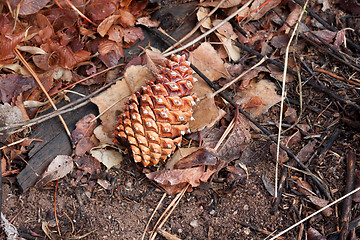 Image showing One pine cone