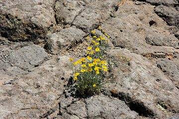 Image showing False Goldenasters in New Mexico