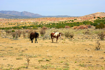 Image showing Two wild horses in the desert