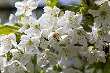 Image showing Making some honey