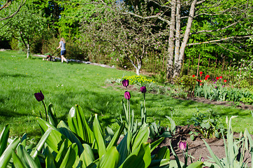 Image showing garden spring tulip and woman cutting grass  