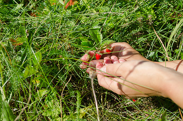 Image showing hand palm gather pick wild strawberry in meadow 