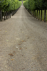 Image showing Tree lined gravel track leading to garden, chateau de villandry, france