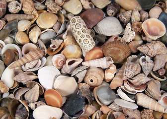 Image showing Full Frame Photo of Small Seashells