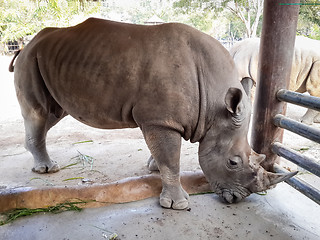 Image showing Rhino