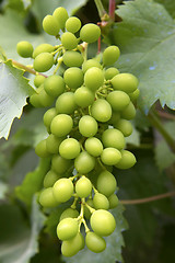 Image showing Grapes hanging off vine, loire valley, france