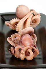 Image showing Octopuses
