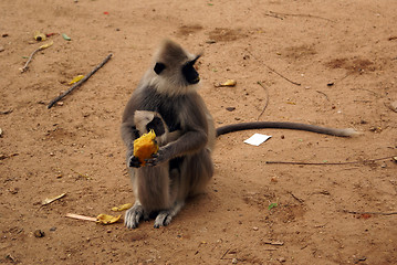 Image showing Big monkey and baby