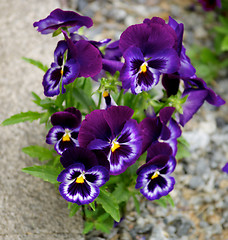 Image showing Purple Blue Pansy