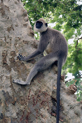 Image showing Monkey on the tree