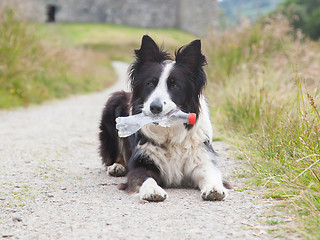 Image showing Border collie sheepdog waiting