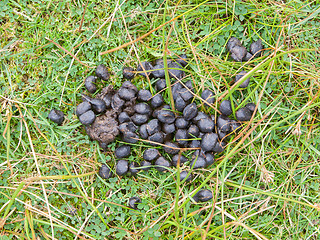 Image showing Black color sheep excrement