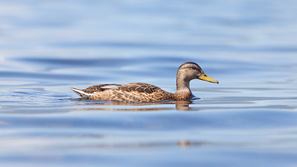 Image showing Mallard - Anas platyrhynchos