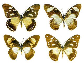 Image showing Butterfly isolated