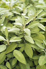 Image showing Sage