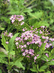 Image showing Centaury