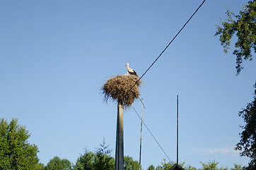 Image showing stork nest on electric pole on blue sky background 