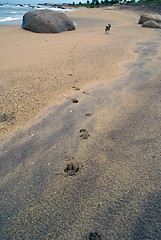 Image showing Dog on the beach