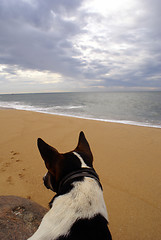 Image showing Dog on the sea shore