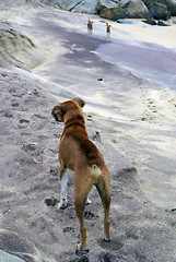 Image showing Dogs on the sea shore