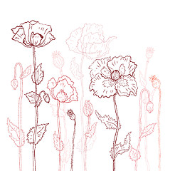 Image showing Floral background. Hand drawn Poppies