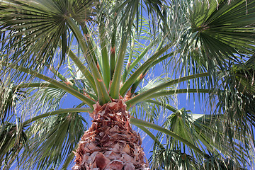 Image showing Palm Tree