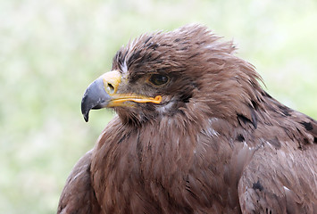 Image showing Old Golden Eagle