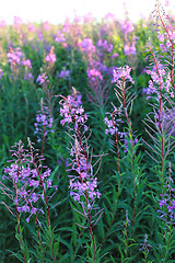 Image showing Wild flower Willow-herb in the evening field