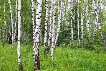 Image showing Beautiful birch trees
