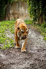 Image showing Bengal tiger 
