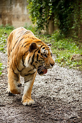 Image showing Bengal tiger 