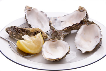 Image showing Empty Oyster Shells