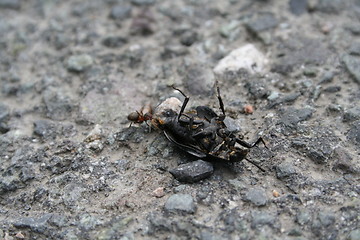 Image showing dead fly