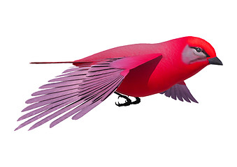 Image showing Songbird Tanager