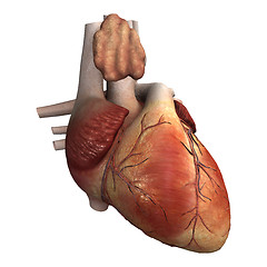 Image showing Human Heart