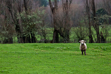 Image showing Sheep 