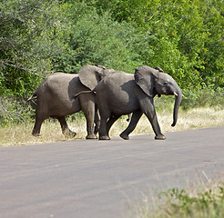 Image showing Elephants