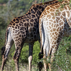 Image showing Giraffe's