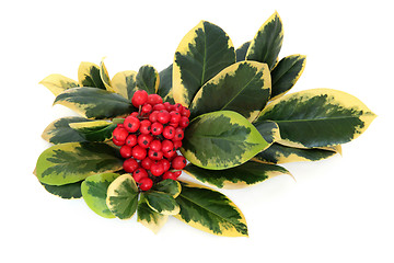 Image showing Variegated Holly