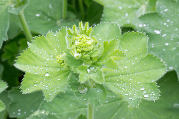 Image showing Lady's mantle