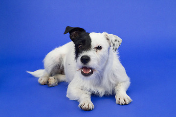 Image showing Black and white dog on blue background