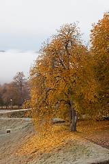 Image showing Autumn colors in the leaves