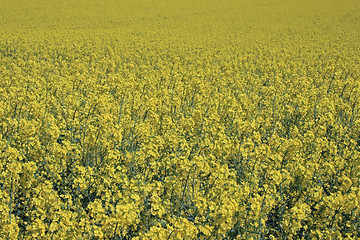 Image showing rape field