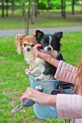 Image showing bicycle walking with dogs