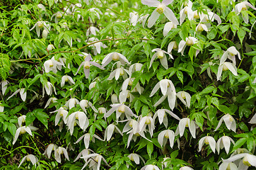 Image showing climber plant with white flowers during heavy rain 