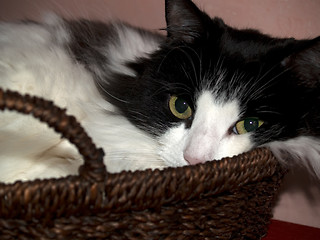 Image showing Black and White Cat