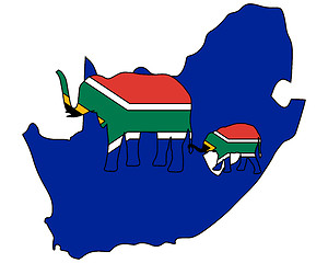 Image showing South African elephants