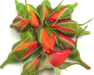 Image showing Many rose buds arranged together on white