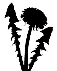 Image showing Dandelion