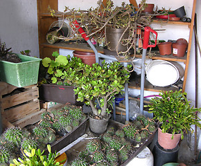 Image showing A storage room or cellar for overwintering plants 